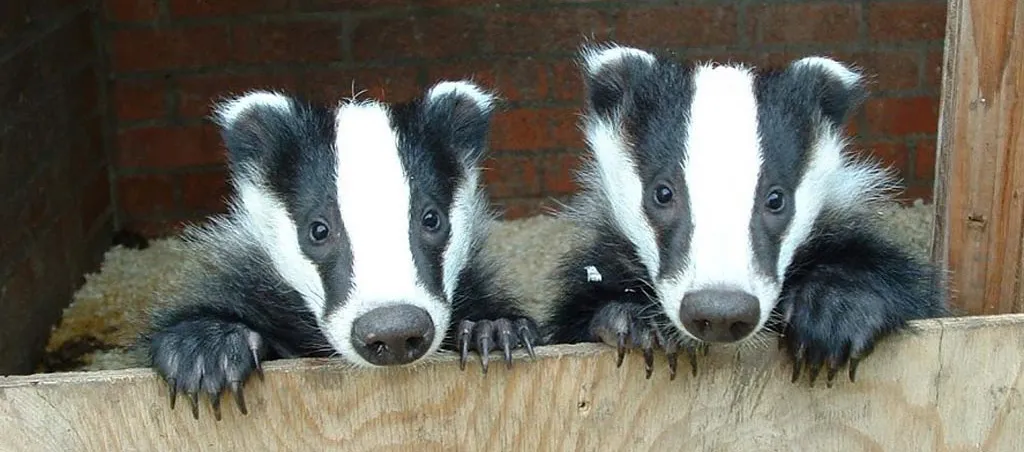 A Cautionary Tale of Angry Badgers – Part 2