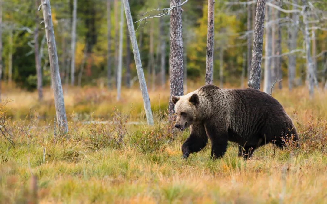When a Bear visits the woods….