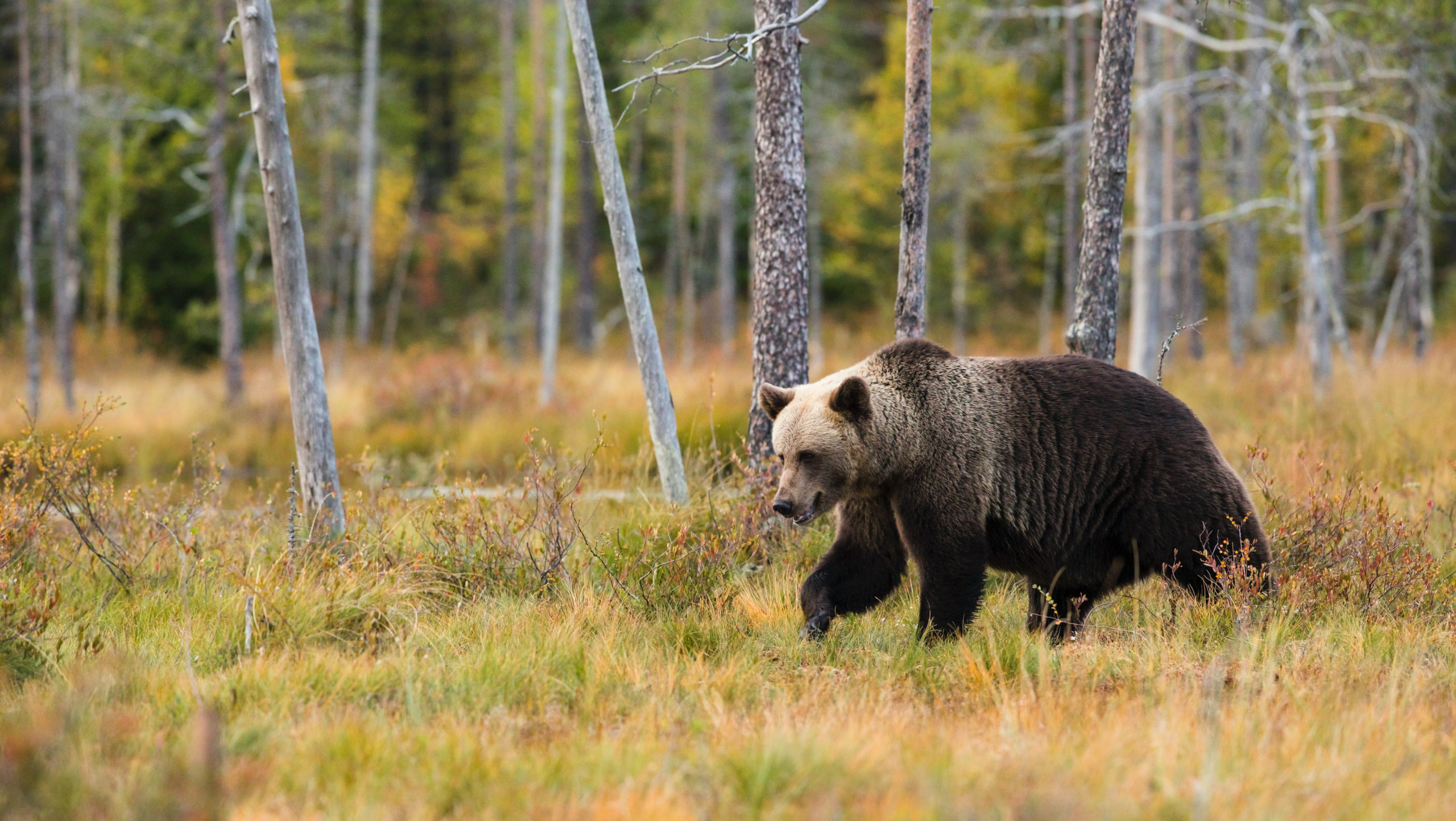 Bear Visits Woods…
